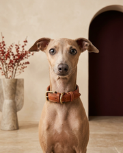 Italian Greyhound wearing the Iggy Grey premium grain leather collar