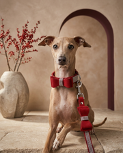 Italian Greyhound wearing the Iggy Grey luxury rhinestone bow collar leash set