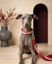 Italian Greyhound wearing the Iggy Grey luxury bow collar leash set