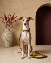 Italian Greyhound wearing the Iggy Grey engraved leather collar leash set