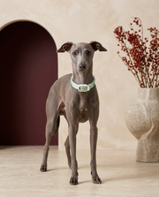 Italian Greyhound wearing the Iggy Grey natural insect repellent collar