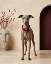Italian Greyhound wearing the Iggy Grey reflective soft padded collar