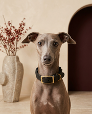 Italian Greyhound wearing the Iggy Grey premium hand-woven leather collar