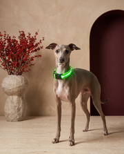 Italian Greyhound wearing the Iggy Grey adjustable LED glowing collar