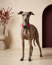 Italian Greyhound wearing the Iggy Grey reflective adjustable nylon collar
