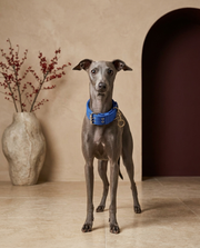 Italian Greyhound wearing the Iggy Grey heavy-duty adjustable collar