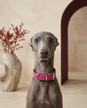 Italian Greyhound wearing the Iggy Grey soft microfiber leather collar