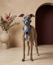 Italian Greyhound wearing the Iggy Grey reflective mouth muzzle with collar