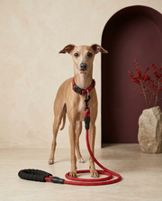 Italian Greyhound wearing the Iggy Grey reflective nylon collar leash set