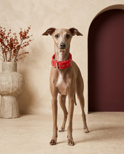 Italian Greyhound wearing the Iggy Grey adjustable solid nylon collar