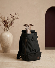Italian Greyhound in the Iggy Grey backpack carrier for large dogs