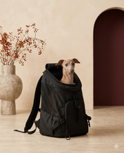 Italian Greyhound in the Iggy Grey backpack carrier