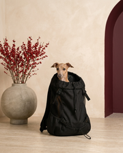 Italian Greyhound in the Iggy Grey comfort and style backpack carrier