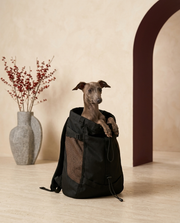 Italian Greyhound in the Iggy Grey lightweight backpack carrier