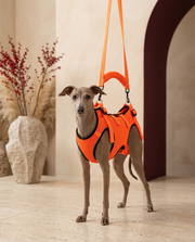 Italian Greyhound wearing the Iggy Grey lift harness
