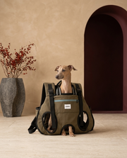 Italian Greyhound in the Iggy Grey adjustable backpack carrier