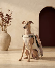 Italian Greyhound in the Iggy Grey reflective backpack for outdoor walks