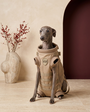 Italian Greyhound in the Iggy Grey tactical backpack carrier