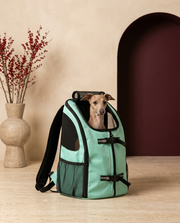 Italian Greyhound in the Iggy Grey fully ventilated carrier backpack