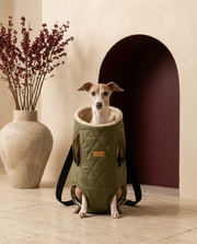 Italian Greyhound in the Iggy Grey fleece-lined backpack carrier
