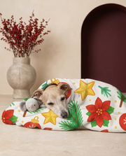 Italian Greyhound wrapped in the Iggy Grey cozy blanket