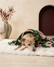 Italian Greyhound wrapped in the Iggy Grey cozy blanket