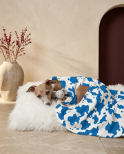 Italian Greyhound wrapped in the Iggy Grey cozy blanket
