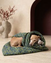 Italian Greyhound wrapped in the Iggy Grey cozy blanket