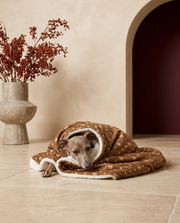Italian Greyhound wrapped in the Iggy Grey cozy blanket