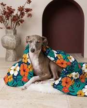 Italian Greyhound wrapped in the Iggy Grey cozy blanket