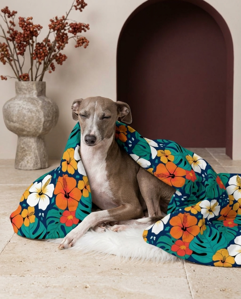 Italian Greyhound wrapped in the Iggy Grey cozy blanket