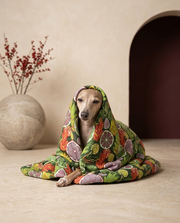 Italian Greyhound wrapped in the Iggy Grey cozy blanket