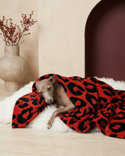 Italian Greyhound wrapped in the Iggy Grey cozy blanket