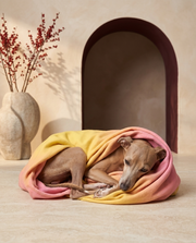 Italian Greyhound wrapped in the Iggy Grey cozy blanket