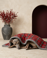Italian Greyhound wrapped in the Iggy Grey cozy blanket