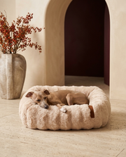 Italian Greyhound in the Iggy Grey plush semi-enclosed bed