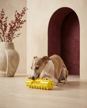 Italian Greyhound chewing the Iggy Grey dental chew stick toy
