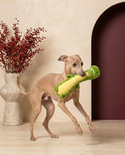 Italian Greyhound playing with the Iggy Grey squeaky plush crocodile toy