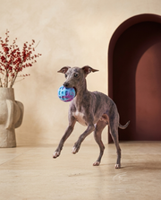 Italian Greyhound playing with the Iggy Grey bouncy chew ball toy