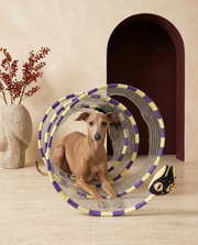 Italian Greyhound playing with the Iggy Grey interactive mesh tunnel toy