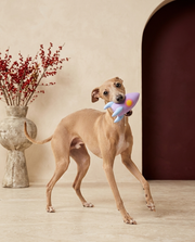 Italian Greyhound playing with the Iggy Grey mini squeaky toy