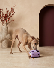 Italian Greyhound playing with the Iggy Grey leaky treat dispenser toy