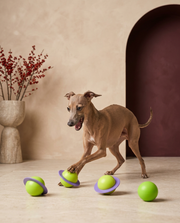 Italian Greyhound playing with the Iggy Grey rotating planet ball toy