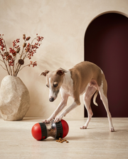 Italian Greyhound playing with the Iggy Grey treat dispenser toy