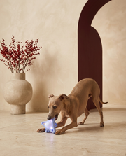 Italian Greyhound playing with the Iggy Grey light-up sounding toy