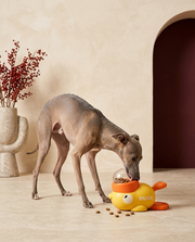 Italian Greyhound playing with the Iggy Grey puzzle feeder toy