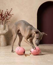 Italian Greyhound playing with the Iggy Grey leaky egg treat toy