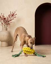 Italian Greyhound playing with the Iggy Grey treat dispensing chew toy
