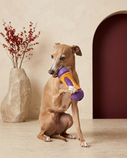 Italian Greyhound chewing the Iggy Grey dental chew stick toy