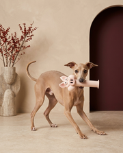 Italian Greyhound playing with the Iggy Grey funny latex squeaky toy